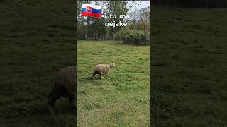 slovakia slovensko progresivneslovensko umelci ovca sheep tatry protest nature priroda [upl. by Alodie]