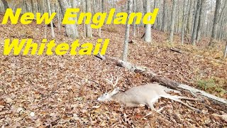 In Pursuit of New England Whitetails [upl. by Wagner]