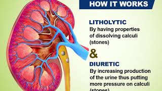 How Warstone works on Kidney Stones [upl. by Aratas]