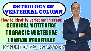 Osteology of Vertebrae  vertebral column  cervical thoracic and lumbar vertebrae [upl. by Toiboid]