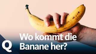 Die Geschichte der Bananen  Quarks [upl. by Sigrid]