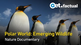 Arctic and Antarctic Polar World  Full Wildlife Documentary [upl. by Eidurt816]