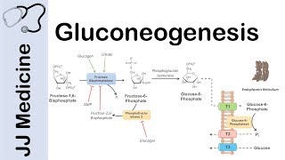 Gluconeogenesis Pathway Overview Enzymes CoFactors and Precursors [upl. by Tarttan]