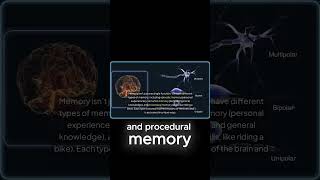 Different Types of Memory in Your Brainfacts humanmemory psychology brainscience memory neuro [upl. by Benge805]