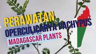 Perawatan Operculicarya Pachypus Dengan Kawat Bonsai [upl. by Sullecram]