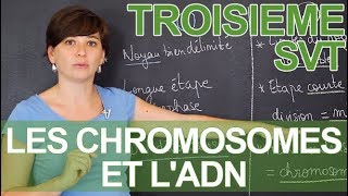 Les chromosomes et lADN  observations microscopiques  SVT  3e  les Bons Profs [upl. by Ennyroc2]