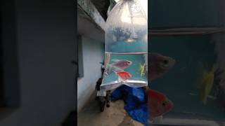 ‼️மீன் தொட்டியில்💥 புது வண்ண மீன்🐠 widow tetra🐠 ‼️ kanchipuram petlover fishworld DANJRVLOGS [upl. by Colb]