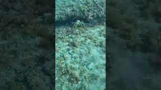 fishing atlantic diving crustacean fish islandlife ocean spearfishing reef florida [upl. by Yaral625]