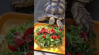 Sulcata tortoise feeding [upl. by Saleem]