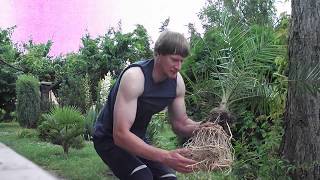 Phoenix canariensis przycinanie korzeniPruning roots [upl. by Yks]