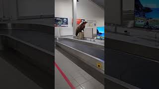 Baggage Reclaim With A Bear 😲🇳🇴 [upl. by Fagaly180]