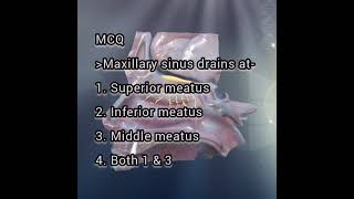 MCQ  Nose anatomy  Nasal meatus [upl. by Adnoek]