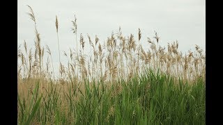 SEMCOG Spotlight on Invasive Species Phragmites [upl. by Ycnay873]