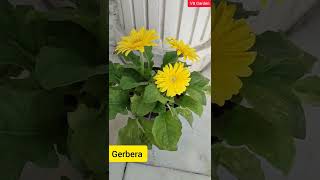 Gerbera flower plant [upl. by Surdna677]