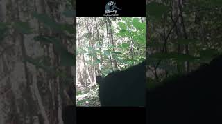 Sniffing around in Killarney Ontario killarneyontario naturevideos naturelovers [upl. by Anstice]