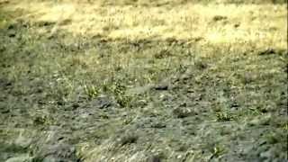 Antelope on Steens Mountain in southeastern Oregon [upl. by Anuska]