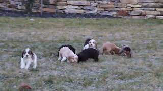 Cocker Spaniel Puppies For Sale [upl. by Daffi]