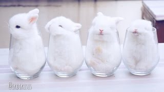 Baby Bunnies In Cups [upl. by Notsirhc]