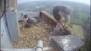 Norwich Cathedral Peregrines 2022 [upl. by Nicolai192]