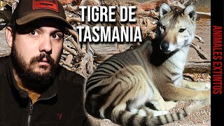 EL TIGRE DE TASMANIA TILACINO [upl. by Lehcar]