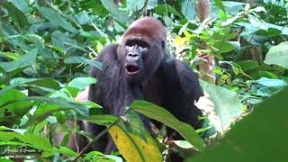 Rencontre avec un gorille dos argenté  Congo [upl. by Eben]