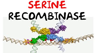 Serine recombinase [upl. by Awe]