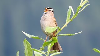 White Crowned Sparrow Singing [upl. by Manvil]