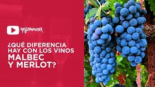 ¿Cual es la diferencia entre un Merlot y un Malbec  YoSommelier [upl. by Saberhagen]