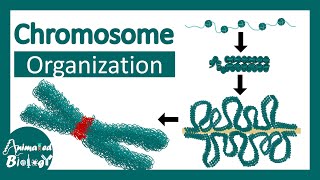 Chromosome structure  Chromatin organization  3D chromatin  levels of organization in chromosomes [upl. by Jaqitsch393]