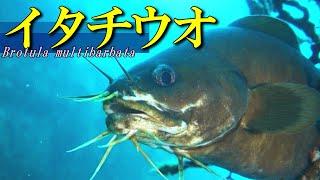 【 イタチウオ 】浅瀬で出会える深海魚 Brotula multibarbata [upl. by Maisie]