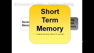 Memory Atkinson Shiffrin Model [upl. by Natsreik]