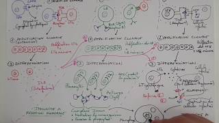 eSVT La réaction immunitaire adaptative ou acquise  la RIA [upl. by Bob611]