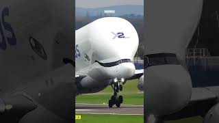 𝐏𝐞s𝐚𝐰𝐚𝐭 𝐩𝐚𝐥𝐢𝐧𝐠 𝐮𝐧𝐢𝐤 𝐝𝐢 𝐝𝐮𝐧𝐢𝐚 𝐛𝐞𝐥𝐮𝐠𝐚 𝐚𝐢𝐫𝐛𝐮𝐬beluga airbus shorts [upl. by Faden508]