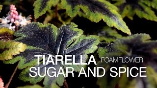 The Easy Tiarella Sugar and Spice at ParkSeedcom [upl. by Veneaux]