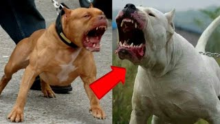 Pitbull Vs Dogo Argentino Fighting Breed vs Hunting Breed [upl. by Torry]