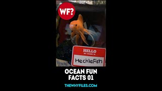 Hecklefishs Ocean Fun Facts Part 01 shorts [upl. by Tebor]