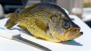 How to Fillet Crappie Quickly with Mr Crappie [upl. by Aisyat]