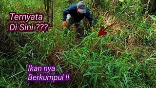 Rawa Semak Bulukar Mengering Banyak Benar Ikan nya Pada Sembunyi Di Bawah Rerumputan [upl. by Gnuh]