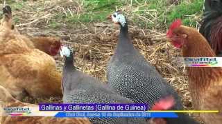 Gallineta o Gallina de Guinea [upl. by Karlyn]