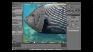 Making of an Emperor angelfish [upl. by Reyaht]