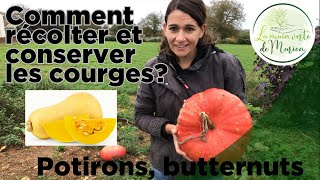 Comment récolter et conserver les courges tout lhiver jardin potager jardinage legume courge [upl. by Maisey]