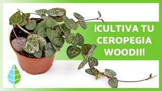 CUIDADOS de la CEROPEGIA WOODII o COLLAR de CORAZONES 🌿 Sustrato Riego Reproducción y más [upl. by Yatnuahc]