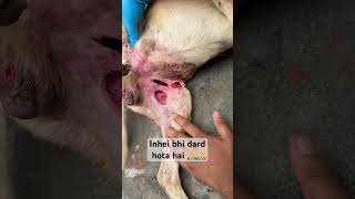 How to treat dog wound  shorts youtubeshorts humanity respect for youfyp dog doglover [upl. by Madonia129]