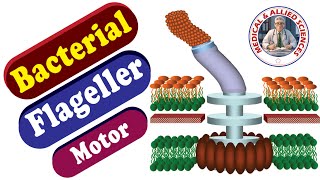 The Bacterial Flagellar Motor [upl. by Primalia]