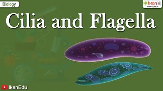 Cilia and Flagella  Class 11 Biology  Structural Organization of the Cell  iKen [upl. by Hanas]