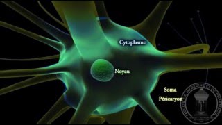 Physiologie du système nerveux  Neurone  partie 1 [upl. by Domingo586]