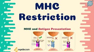 MHC Restriction of TCell [upl. by Cathleen]