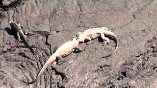 Galapagos  Marine Iguanas  Fighting Males [upl. by Lumpkin]