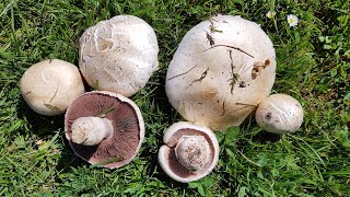 Agaricus campestris Champiñón silvestre  Field Mushroom ComestibleEdible [upl. by Orimisac51]