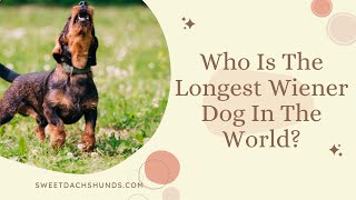 Who Is The Longest Wiener Dog In The World [upl. by Athalla]